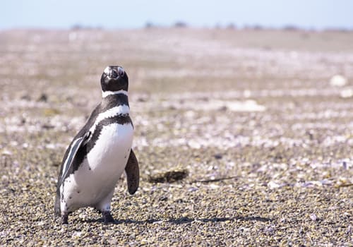Penguin Crossing Street Puerto Madryn