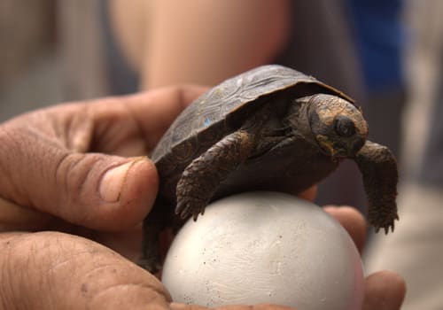 galapagos tortoise hatchling with egg
