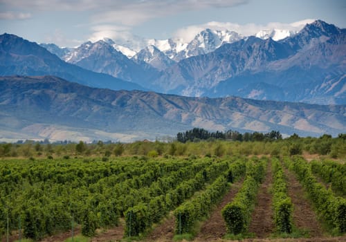 Vineyards with Mountains Behind Argentina