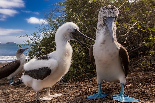 Blue-Footed Booby with Chick
