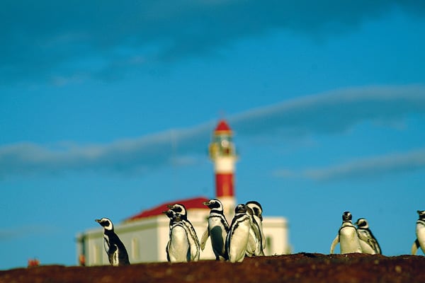 Penguins in front of light house