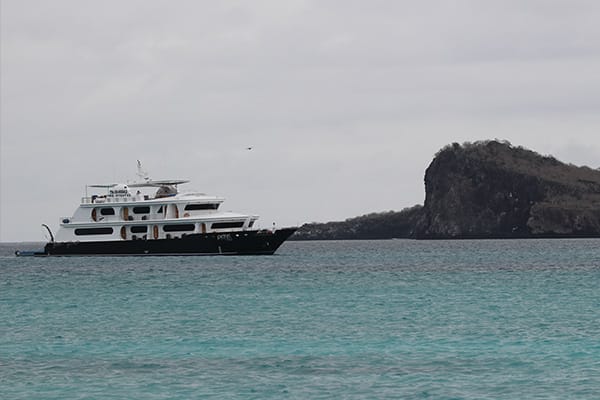 Petrel Cruise Navigation
