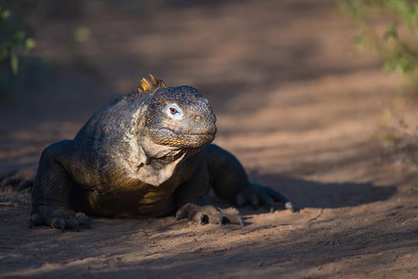 Natural Paradise’s 8-Day Itinerary A Day Four - Galapagos Land Iguana.