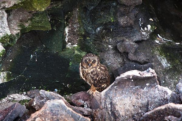 Natural Paradise’s 8-Day Itinerary A Day Six - Galapagos Owl.
