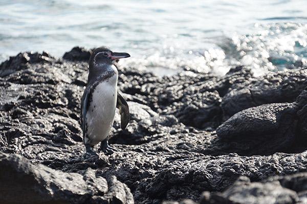 Cormorant II's 8-Day Itinerary B Day Three - Galapagos Penguin Sighting.