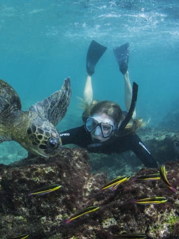 Snorkeling In Galapagos With Turtle