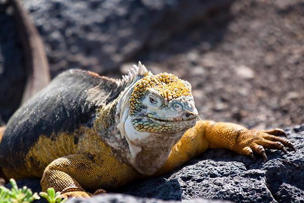 Natural Paradise’s 5-Day Itinerary Day Two - Land Iguana Up Close.