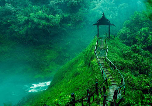 lantern in the middle of the foggy jungle
