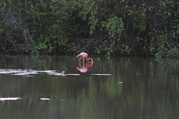 Natural Paradise’s 8-Day Itinerary B Day Six - Lone Flamingo Sighting.