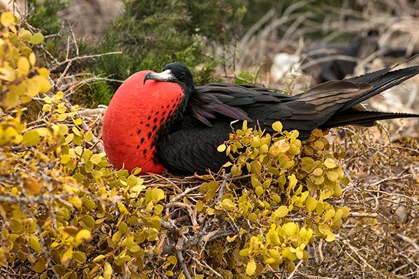 Natural Paradise’s 8-Day Itinerary A Day One - Frigate Bird.