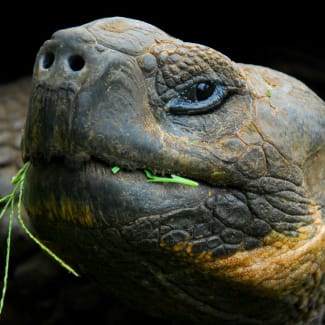 Tortoise head closeup