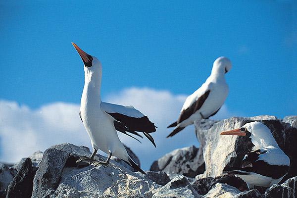 Natural Paradise’s 4-Day Itinerary Day Two - Nazca Booby Sighting.