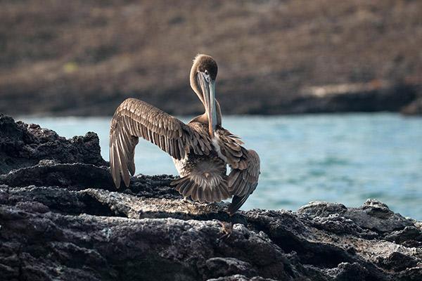 Natural Paradise’s 8-Day Itinerary A Day Three - Galapagos Pelican.