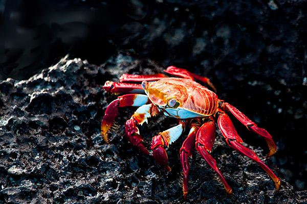 Natural Paradise’s 4-Day Itinerary Day Three - Sally-Lightfoot Crab Close Up.