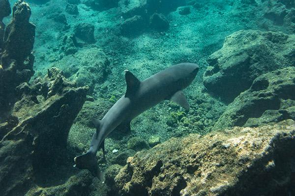 Natural Paradise’s 8-Day Itinerary B Day Three - White-Tipped Reef Sharks.