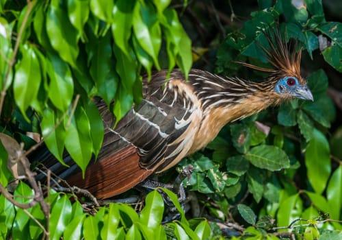 Shansho Bird Between Branches Peruvian Amazon Jungle Madre De Dios Peru