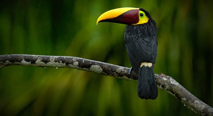 toucan perched on branch