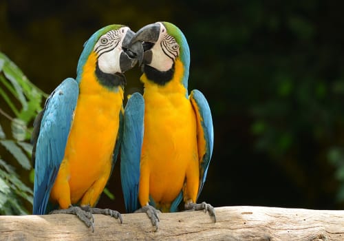 Couple,Of,Parrot,Yellow,And,Blue,Feather,Kiss
