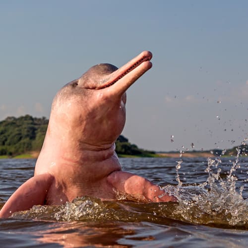 Pink River Dolphin in The Boto River