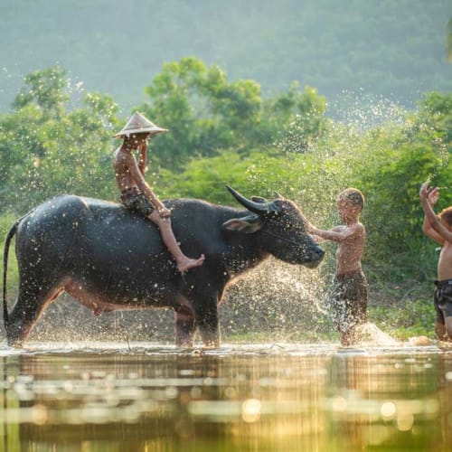 Khmer boys playing in water with water buffalo