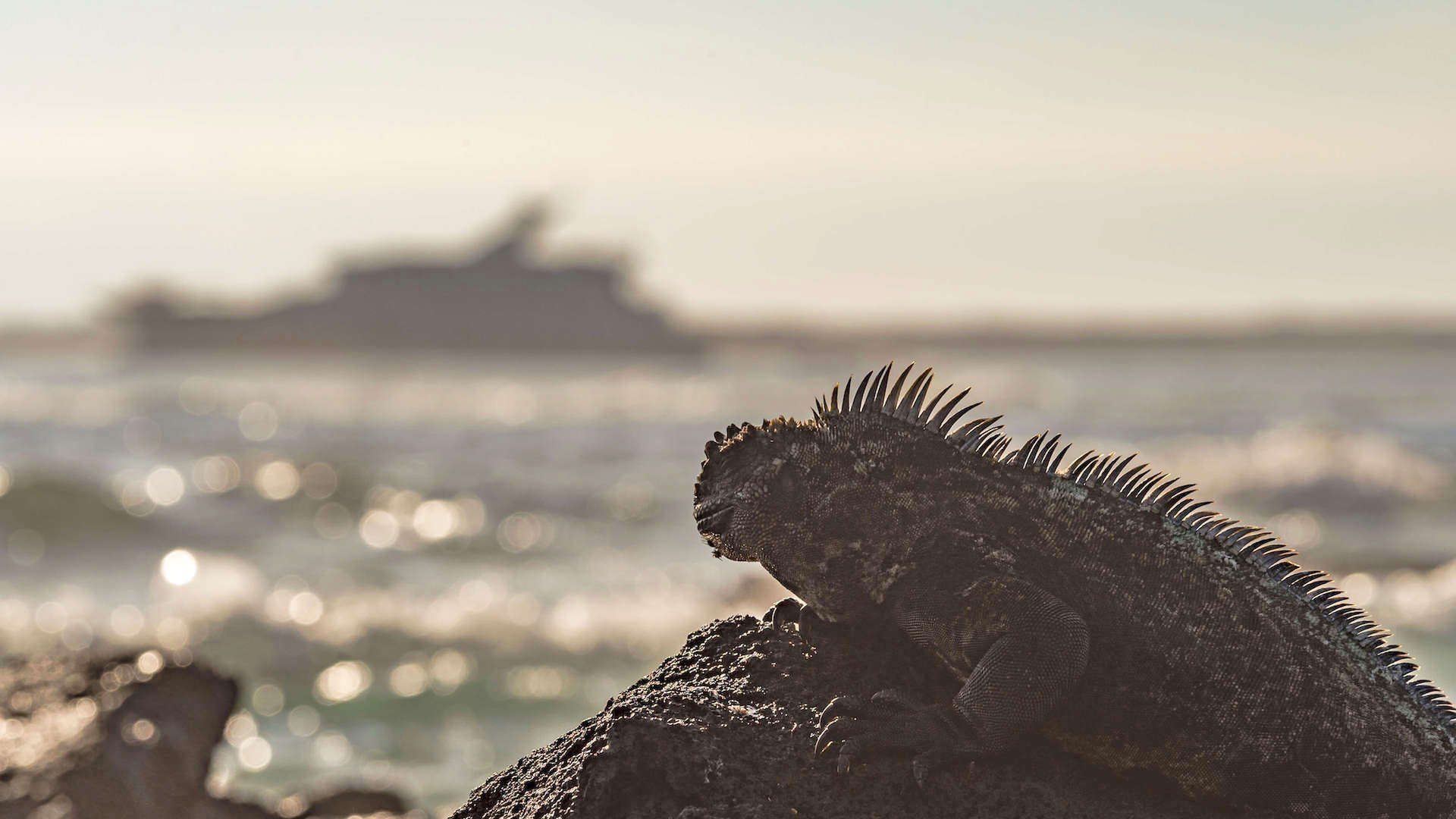 An Expedition Cruise To Galapagos