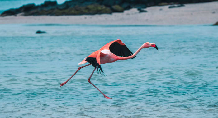Flamingo Flying Galapagos