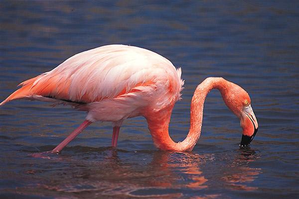 Natural Paradise’s 5-Day Itinerary Day Four - Flamingo Up Close.