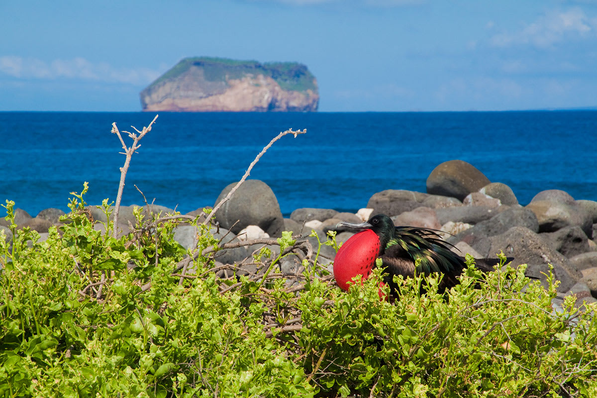 Galapagos Horizon - Eastern & Central Islands