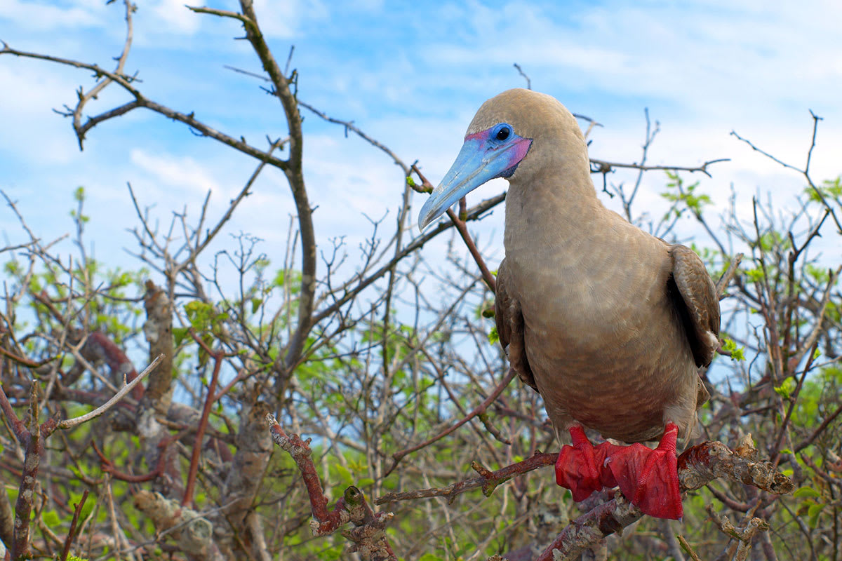 Galapagos Horizon - Eastern & Central Islands