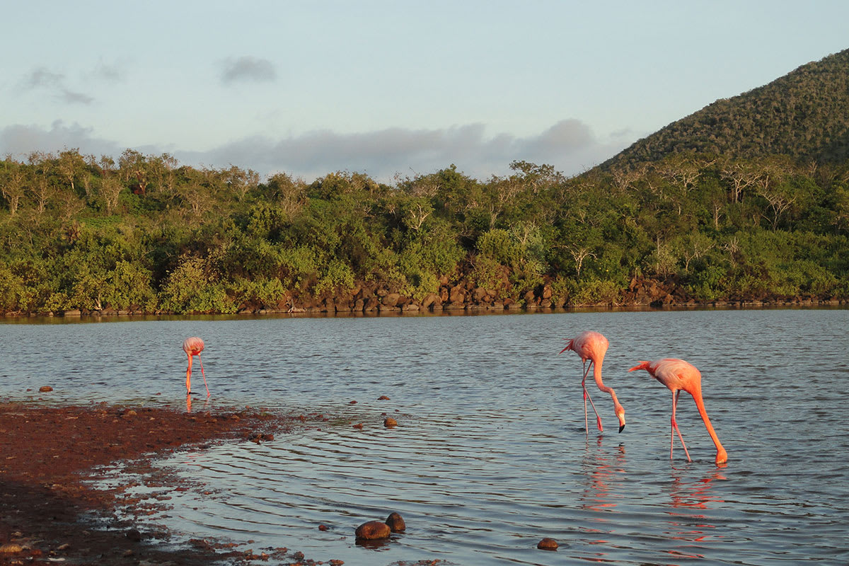 Galapagos Horizon - Eastern & Central Islands