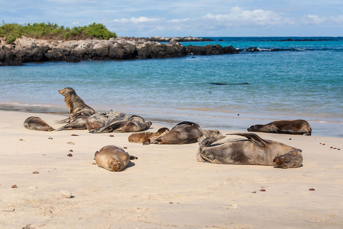 Galapagos Horizon - Western, Northern & Central Islands