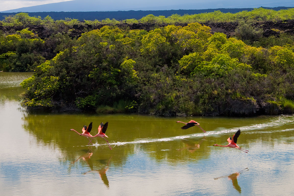 Galapagos Horizon - Western, Northern & Central Islands