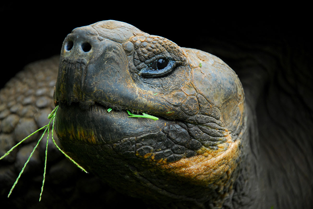 Galapagos Horizon - Western, Northern & Central Islands