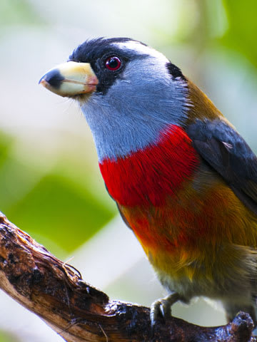 Colorful bird cloud forest