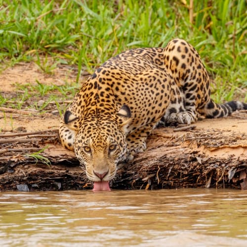 Wild Jaguar In Its Natural Habitat Drinking Water From The River, Pantanal - Brazil