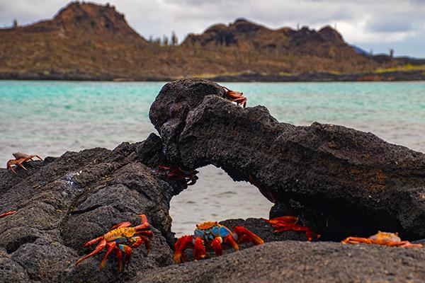 Natural Paradise’s 8-Day Itinerary A Day Seven - Sally-Lightfoot Crab.