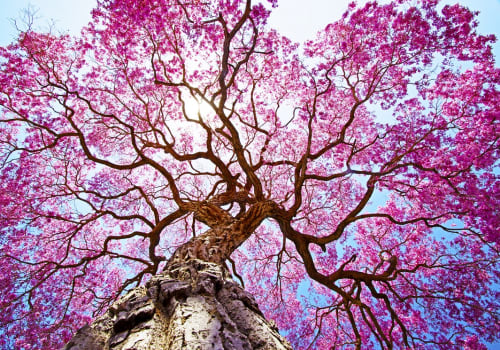Pink,Lapacho,Tree,At,Sunâ´s,Back,Light.,Transpantaneira,Road,,Pantanal
