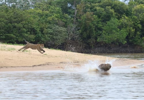Jaguar Hunting Capybaras On The Riverbank Pantanal