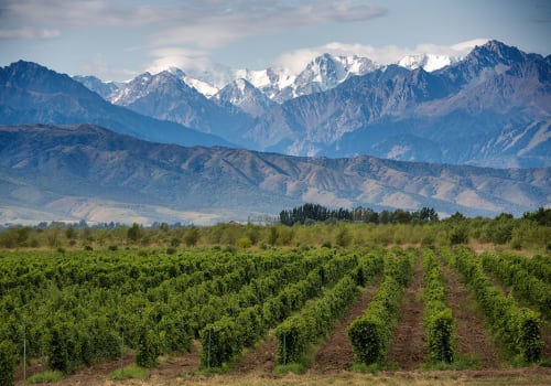 Vineyards at Mendoza, Argentina