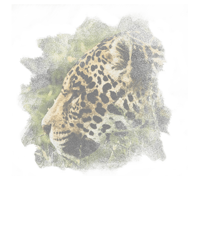 A sketch of a jaguar